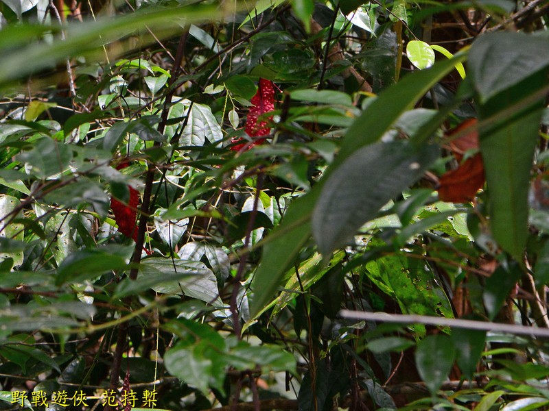 Ampelocissus polita photo 5