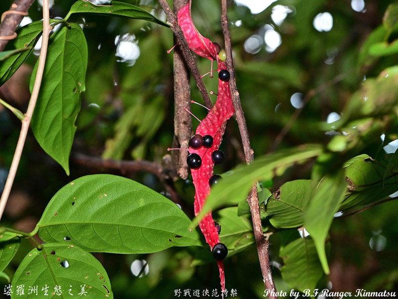 Ampelocissus polita photo 6