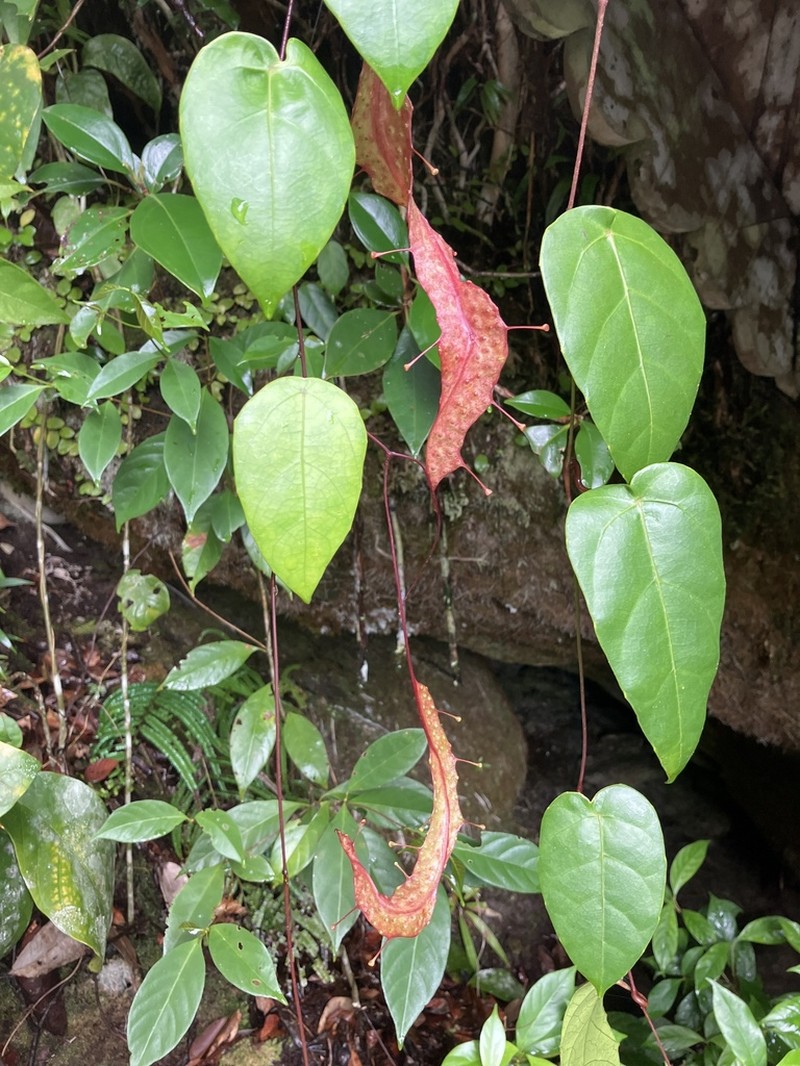 Ampelocissus polita photo 7