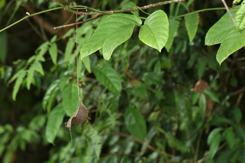 Ampelocissus polita photo 8