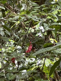 Ampelocissus polita