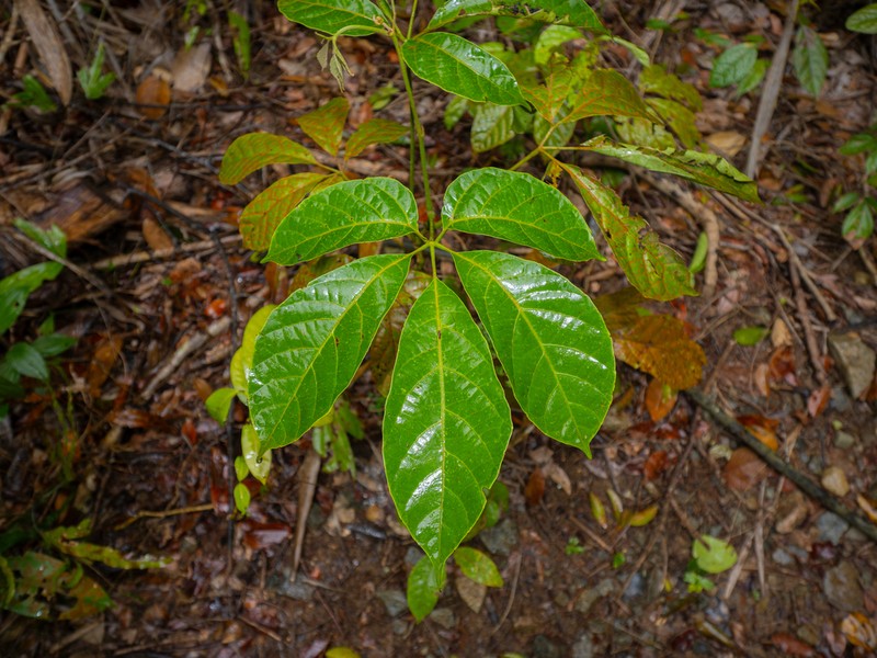 Ampelocissus polystachya
