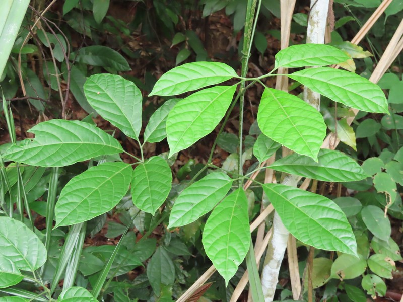 Ampelocissus polystachya photo 3