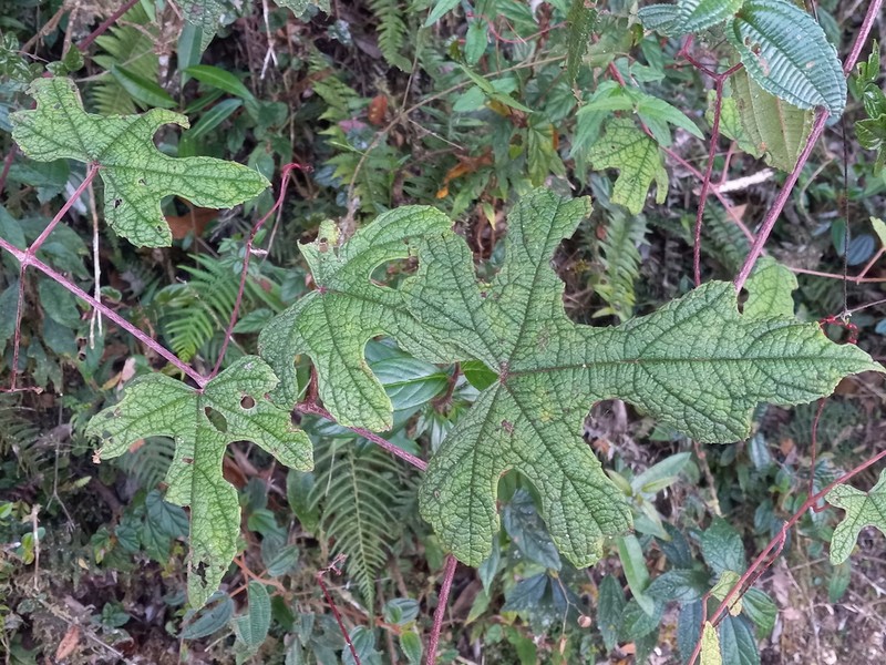 Ampelocissus robinsonii
