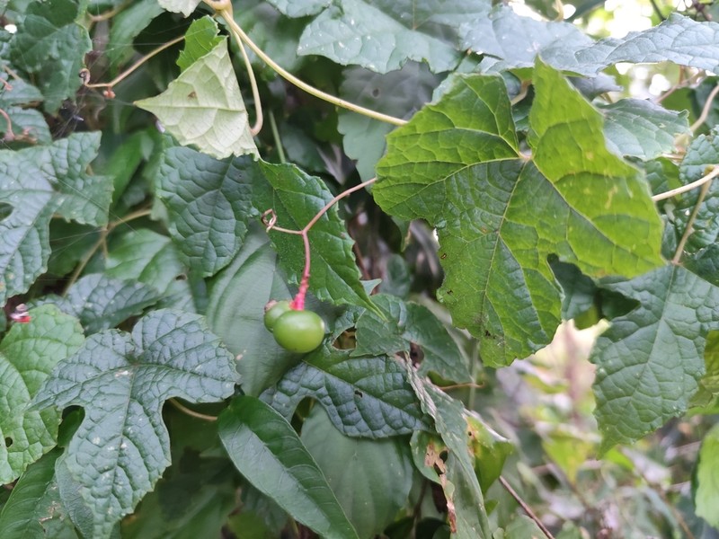 Ampelocissus robinsonii photo 2