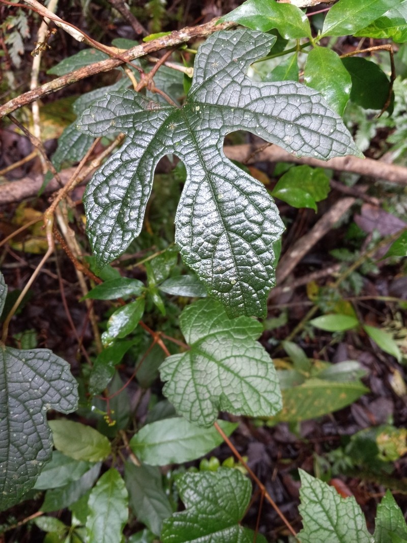 Ampelocissus robinsonii photo 3