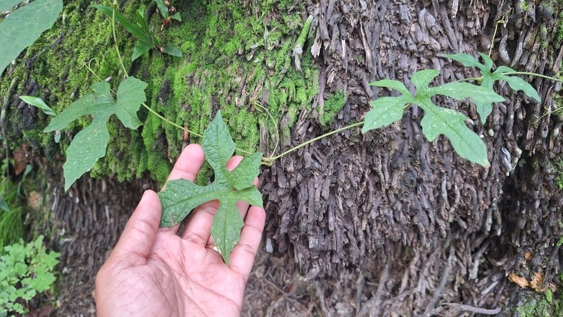 Ampelocissus robinsonii photo 4