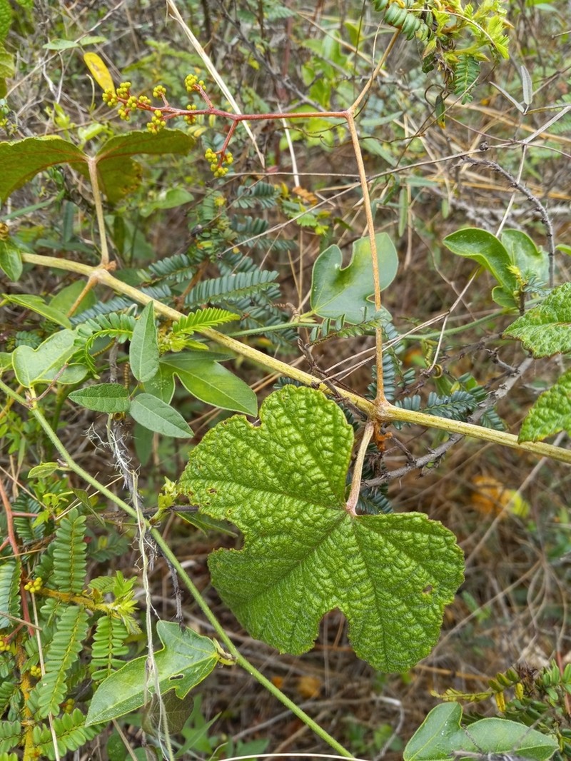 Ampelocissus robinsonii photo 5