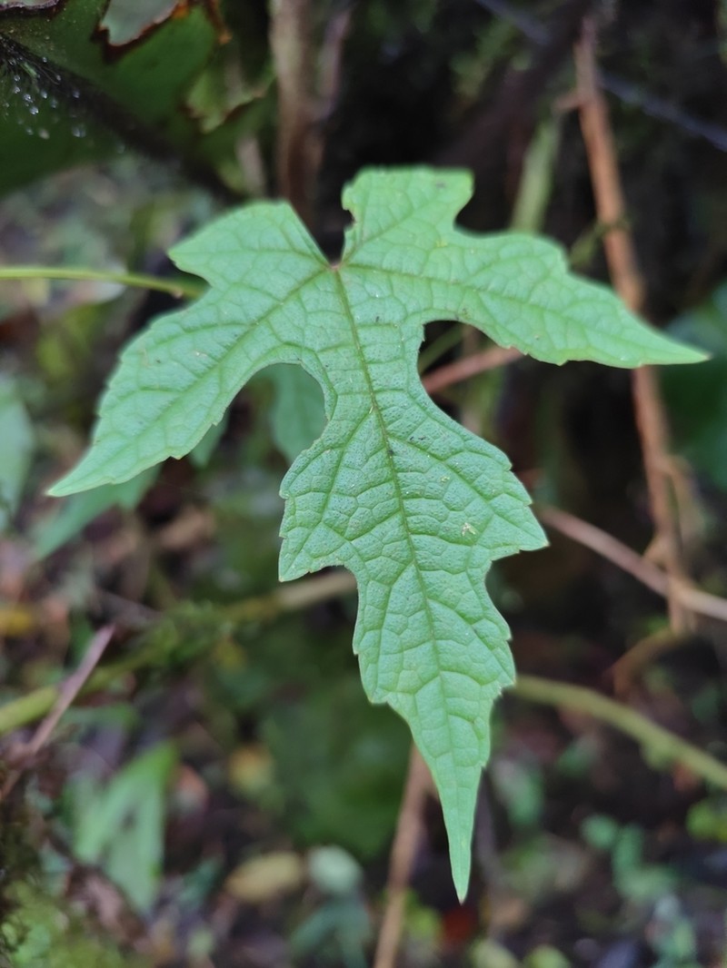 Ampelocissus robinsonii photo 7
