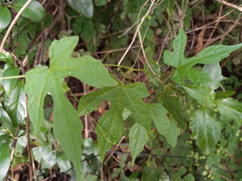 Ampelocissus robinsonii photo 8