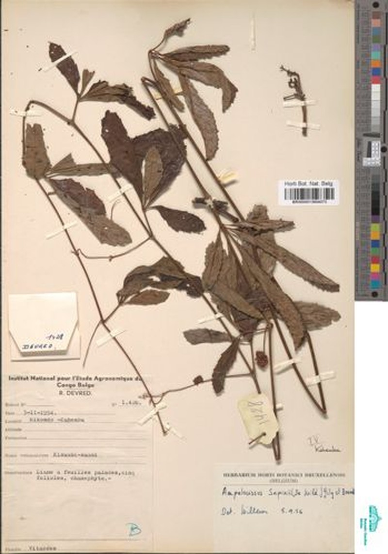 Ampelocissus sapinii