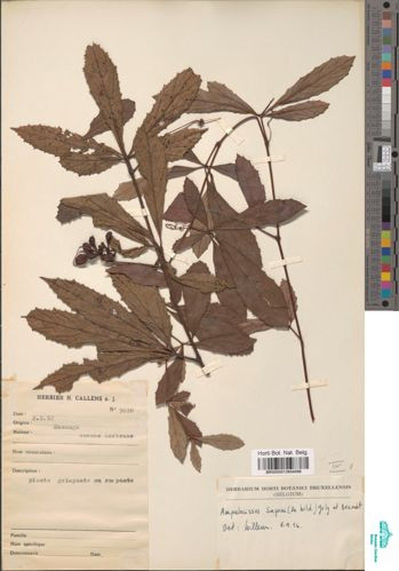 Ampelocissus sapinii photo 2