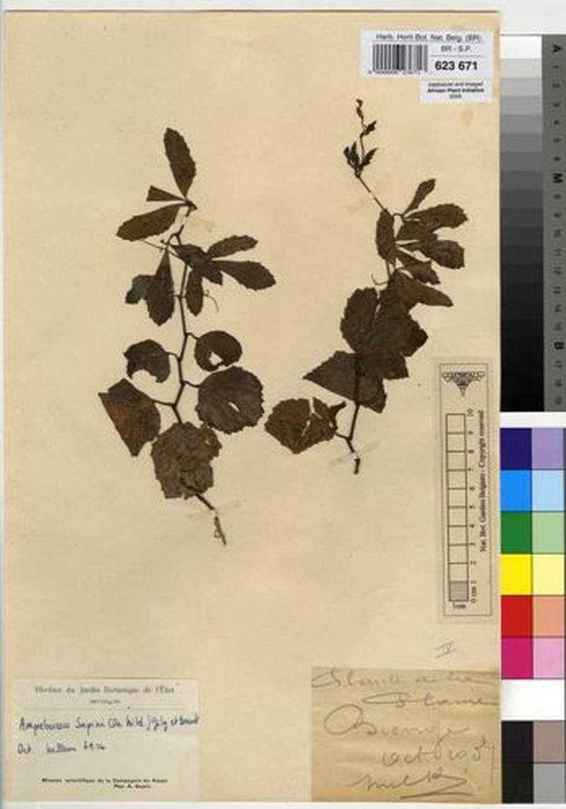 Ampelocissus sapinii photo 5