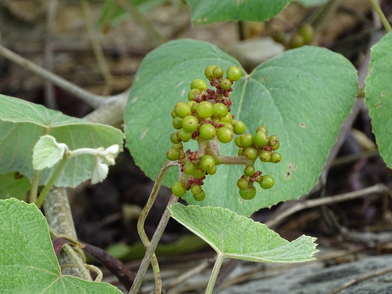 Ampelocissus schimperiana photo 2
