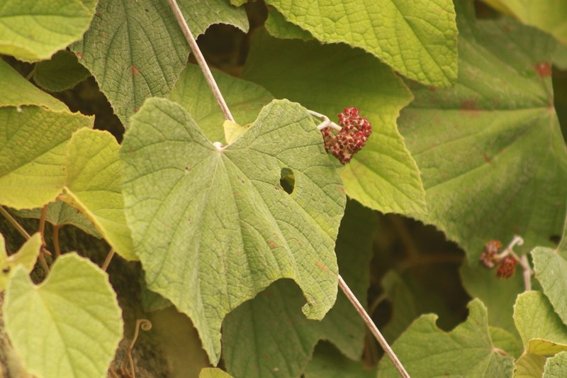 Ampelocissus tomentosa