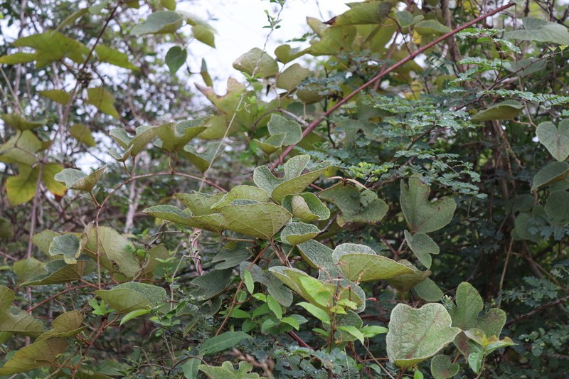 Ampelocissus tomentosa photo 2