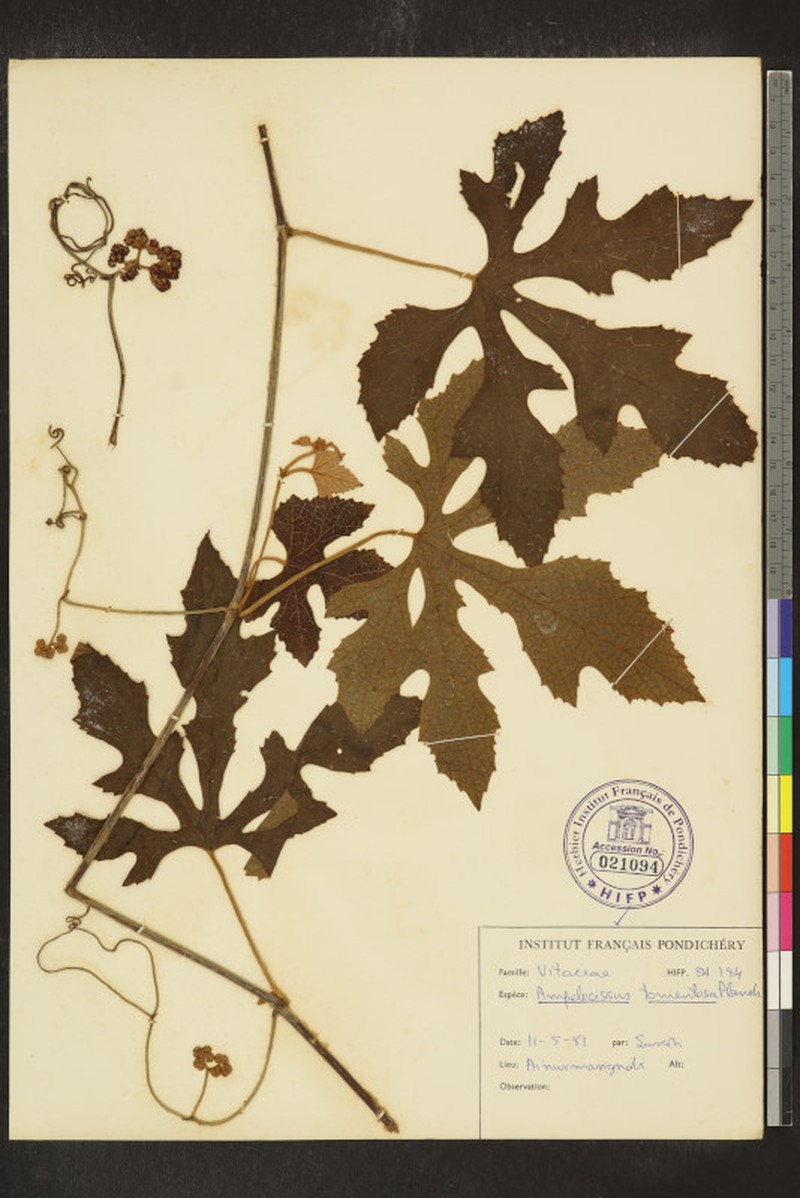 Ampelocissus tomentosa photo 4