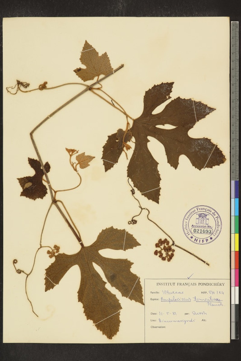 Ampelocissus tomentosa photo 5
