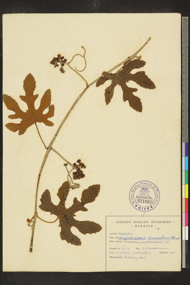 Ampelocissus tomentosa photo 6