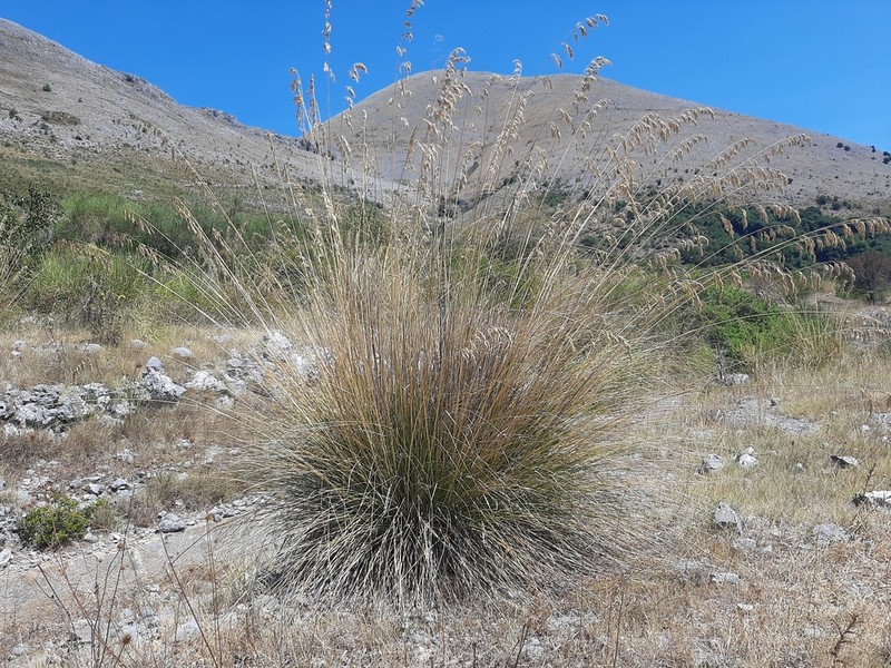 Mauritanian Grass photo 2