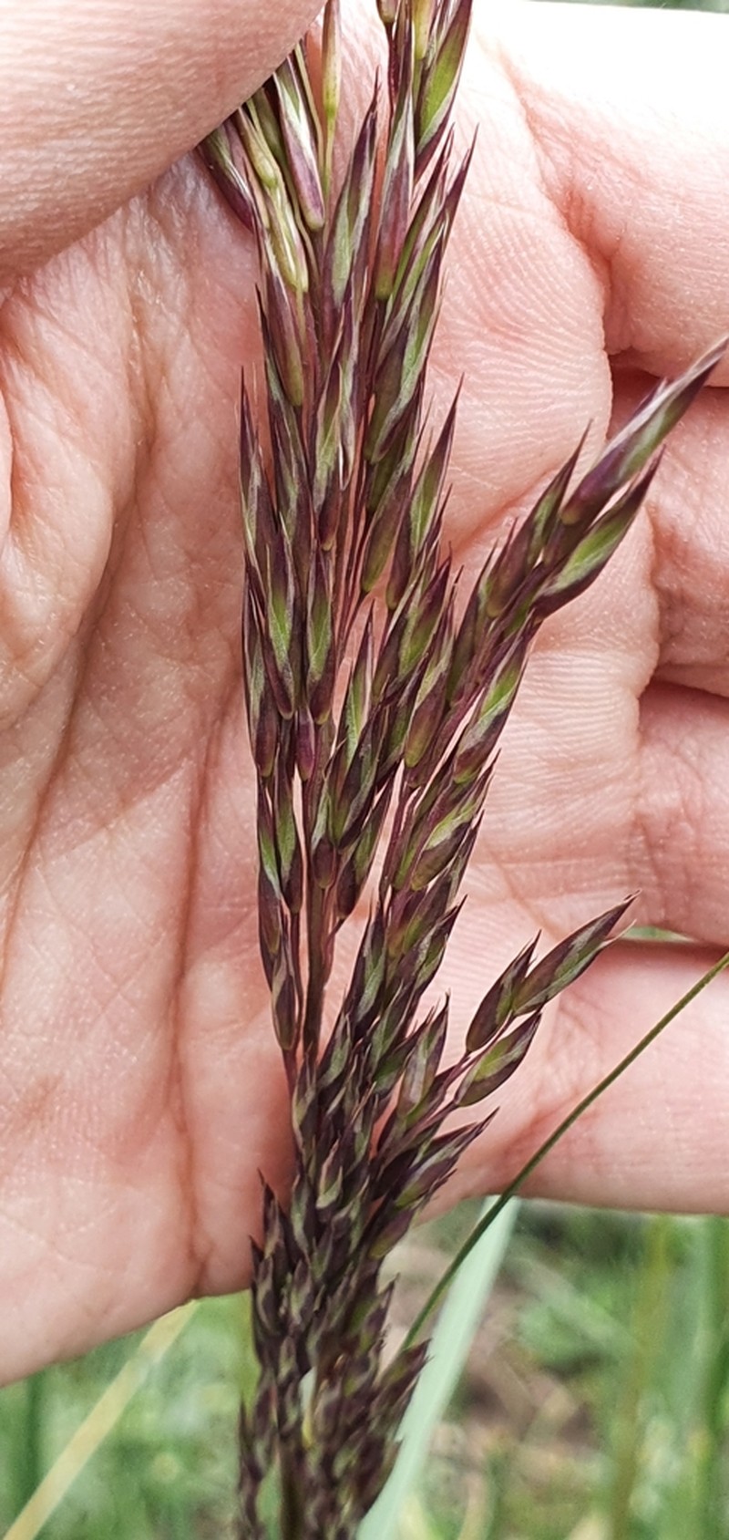 Mauritanian Grass photo 3
