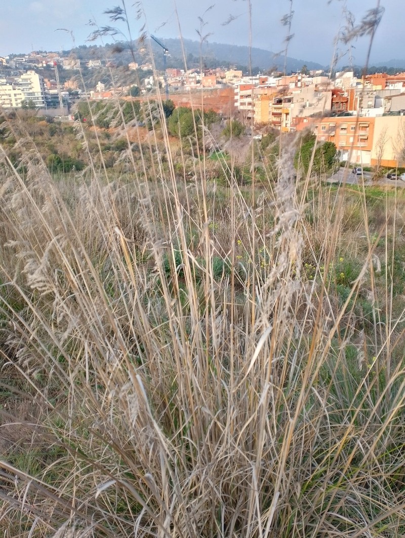 Mauritanian Grass photo 4