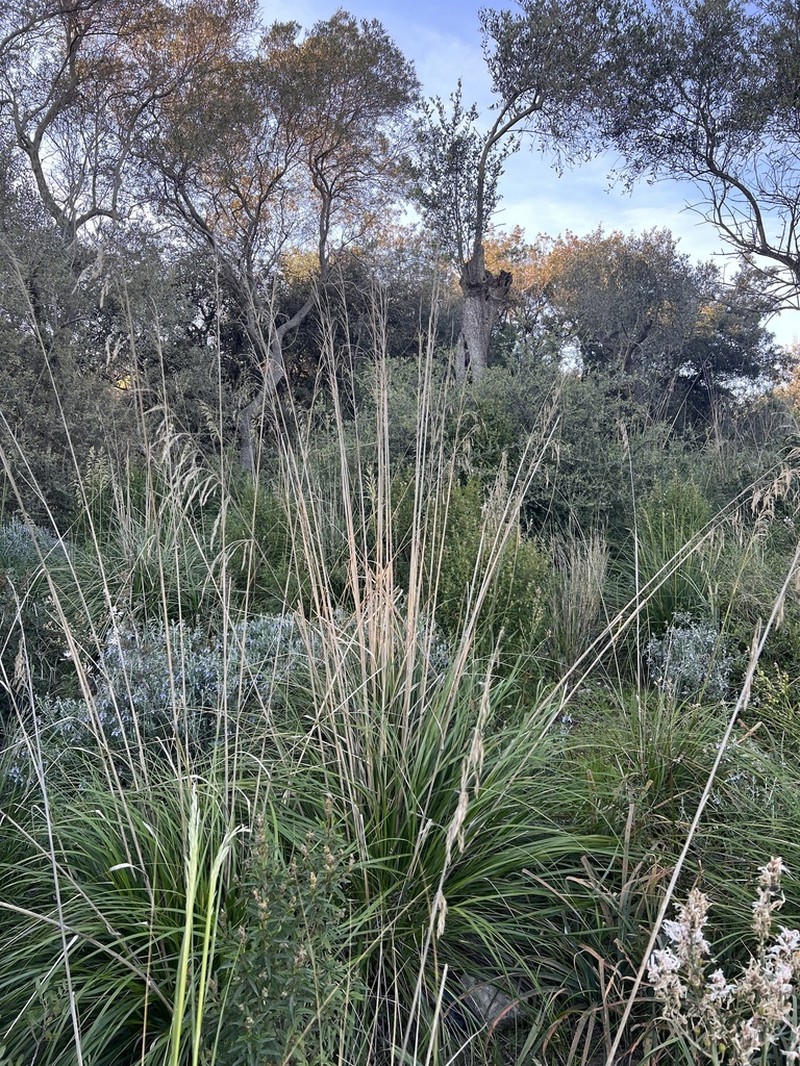 Mauritanian Grass photo 5