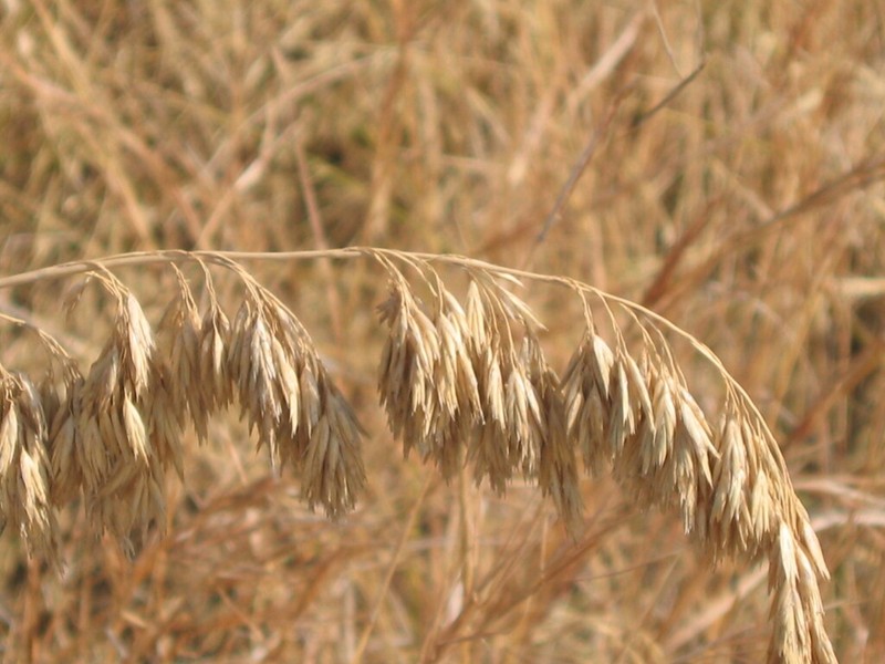 Mauritanian Grass photo 6