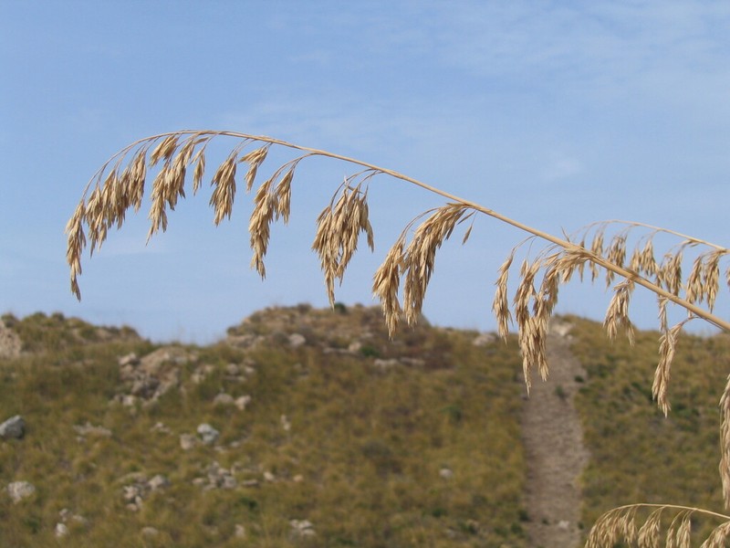 Mauritanian Grass photo 7