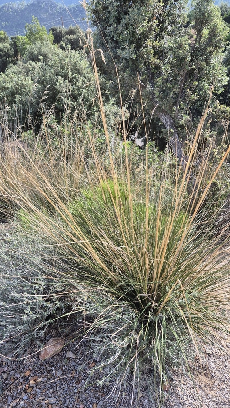 Mauritanian Grass photo 8