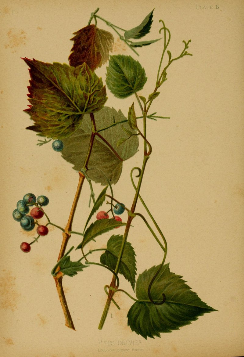 Heartleaf Peppervine