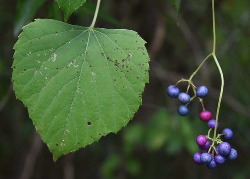 Heartleaf Peppervine
