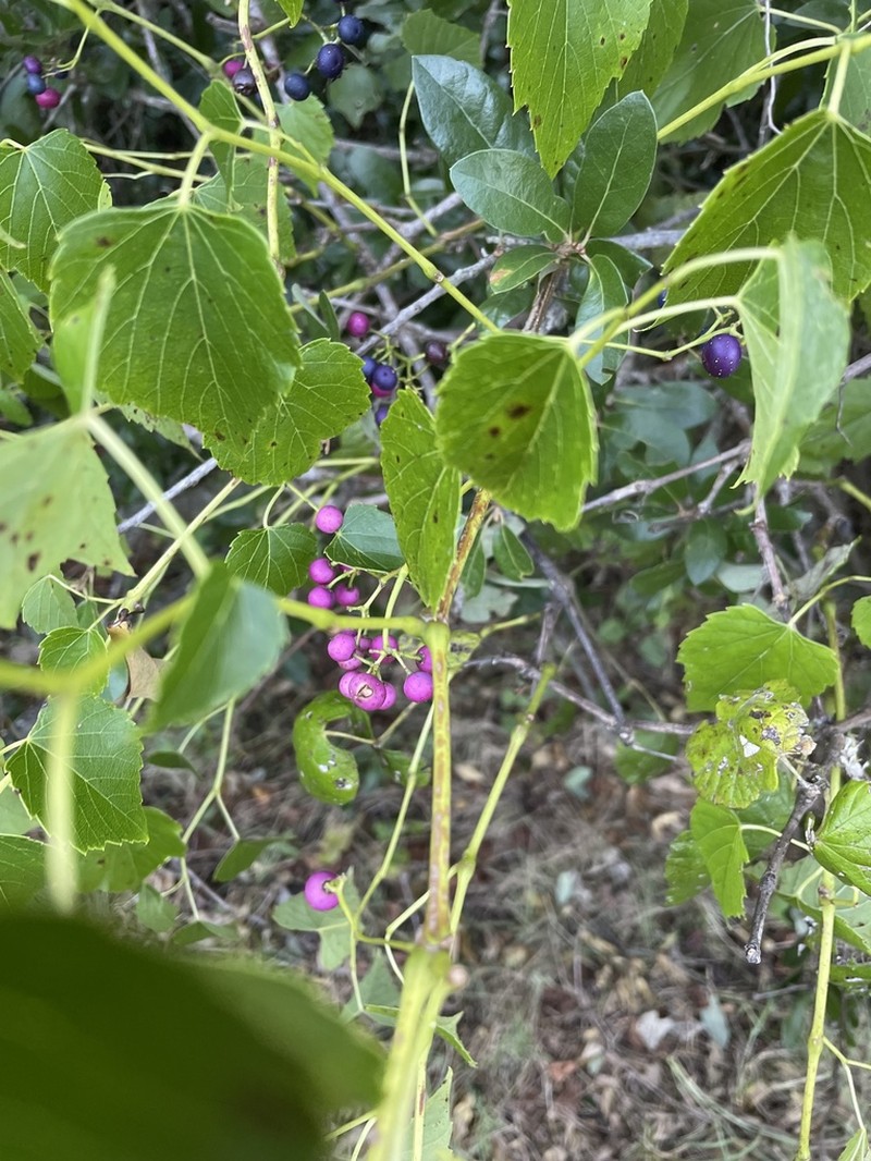 Heartleaf Peppervine photo 2