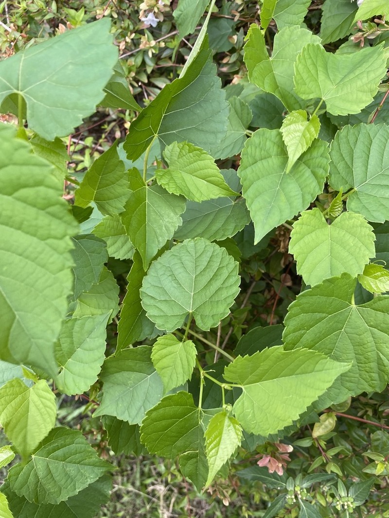 Heartleaf Peppervine photo 3