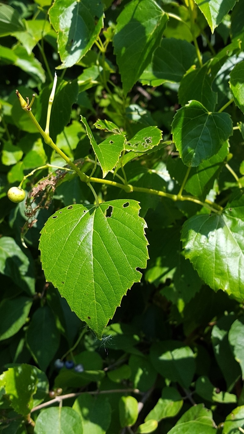 Heartleaf Peppervine photo 4