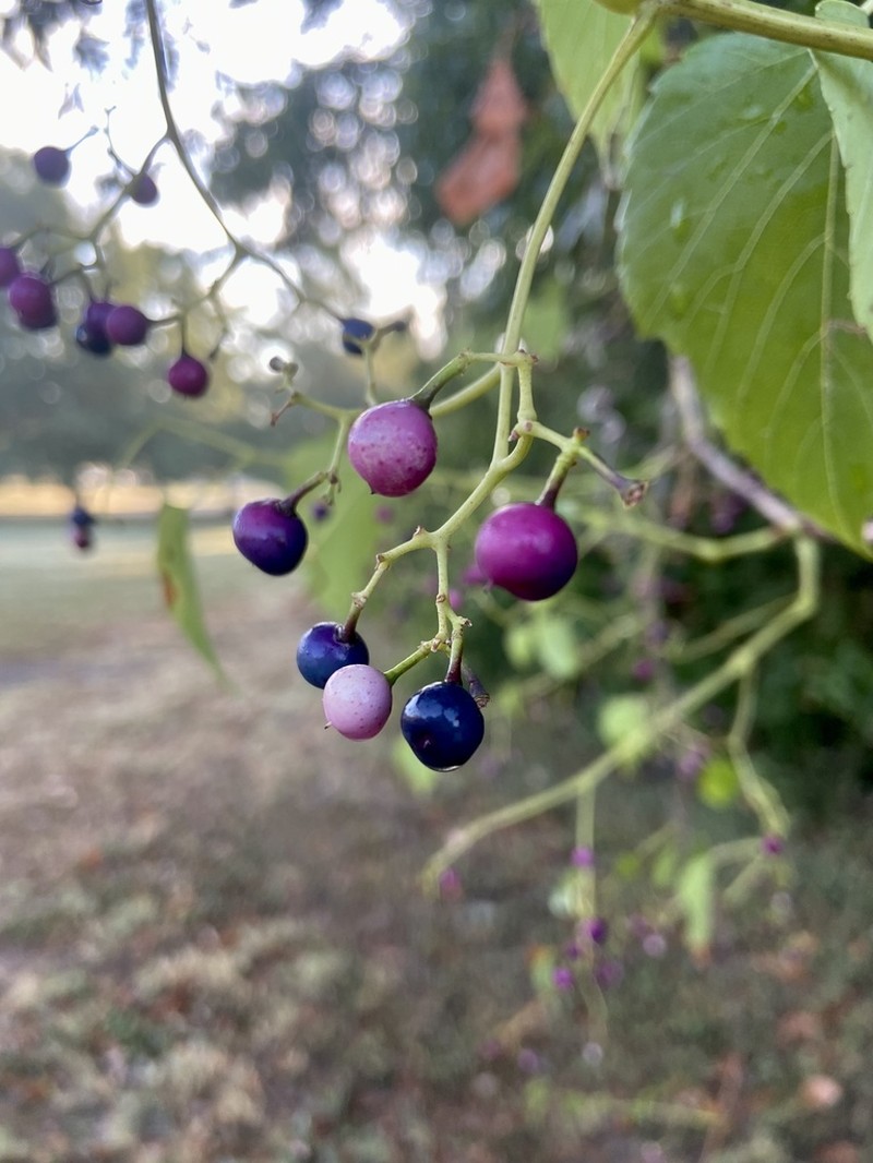 Heartleaf Peppervine photo 5