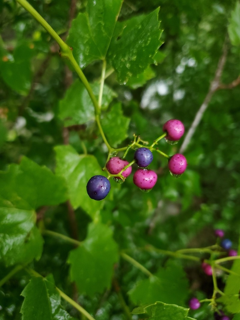 Heartleaf Peppervine photo 6