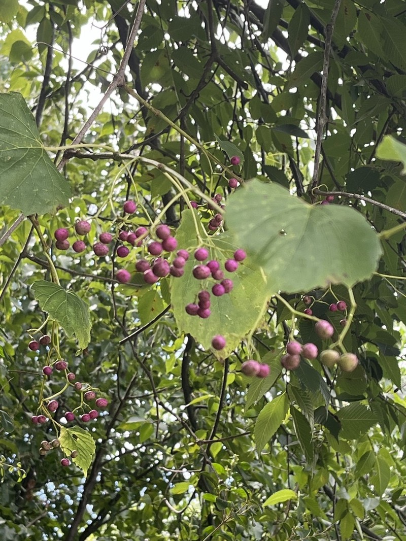 Heartleaf Peppervine photo 7