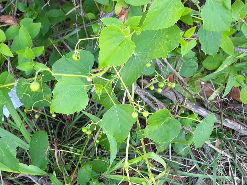Heartleaf Peppervine photo 8
