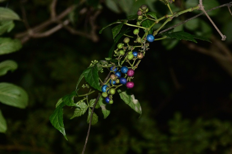 Ampelopsis delavayana photo 2