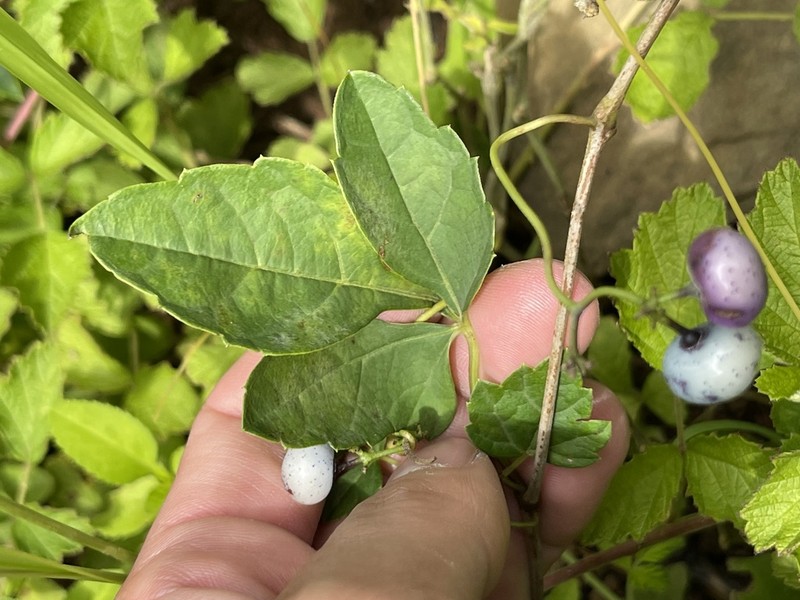Ampelopsis delavayana photo 3