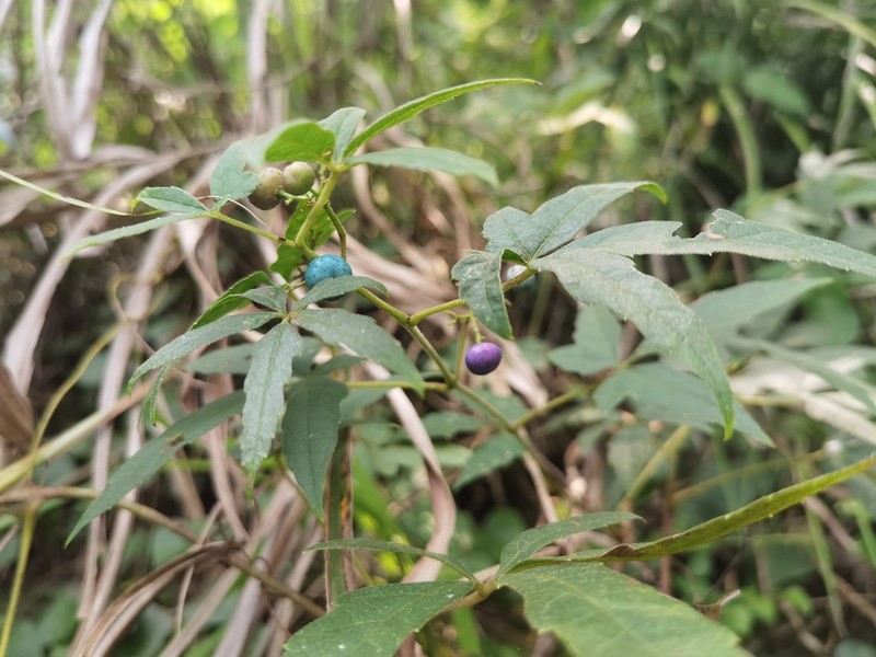 Ampelopsis delavayana photo 4