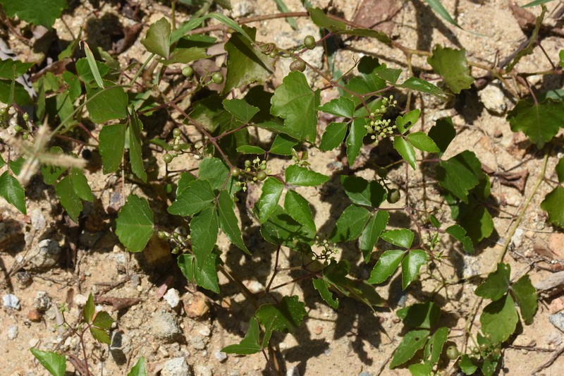 Ampelopsis delavayana photo 5