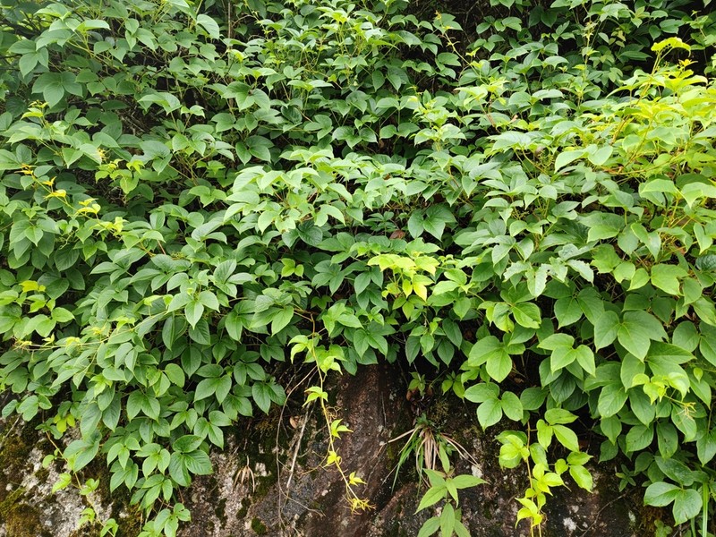 Ampelopsis delavayana photo 6