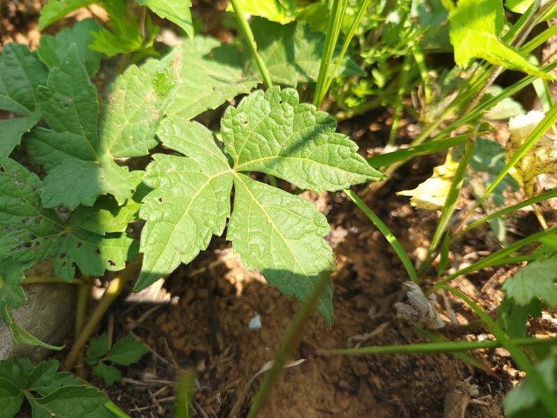 Ampelopsis delavayana photo 7