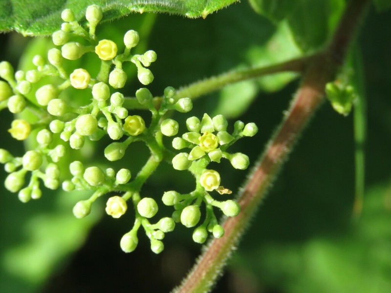 Ampelopsis delavayana photo 8