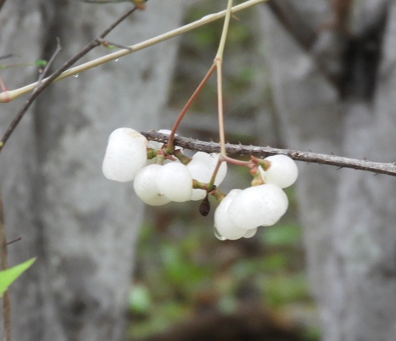 Ampelopsis meicana