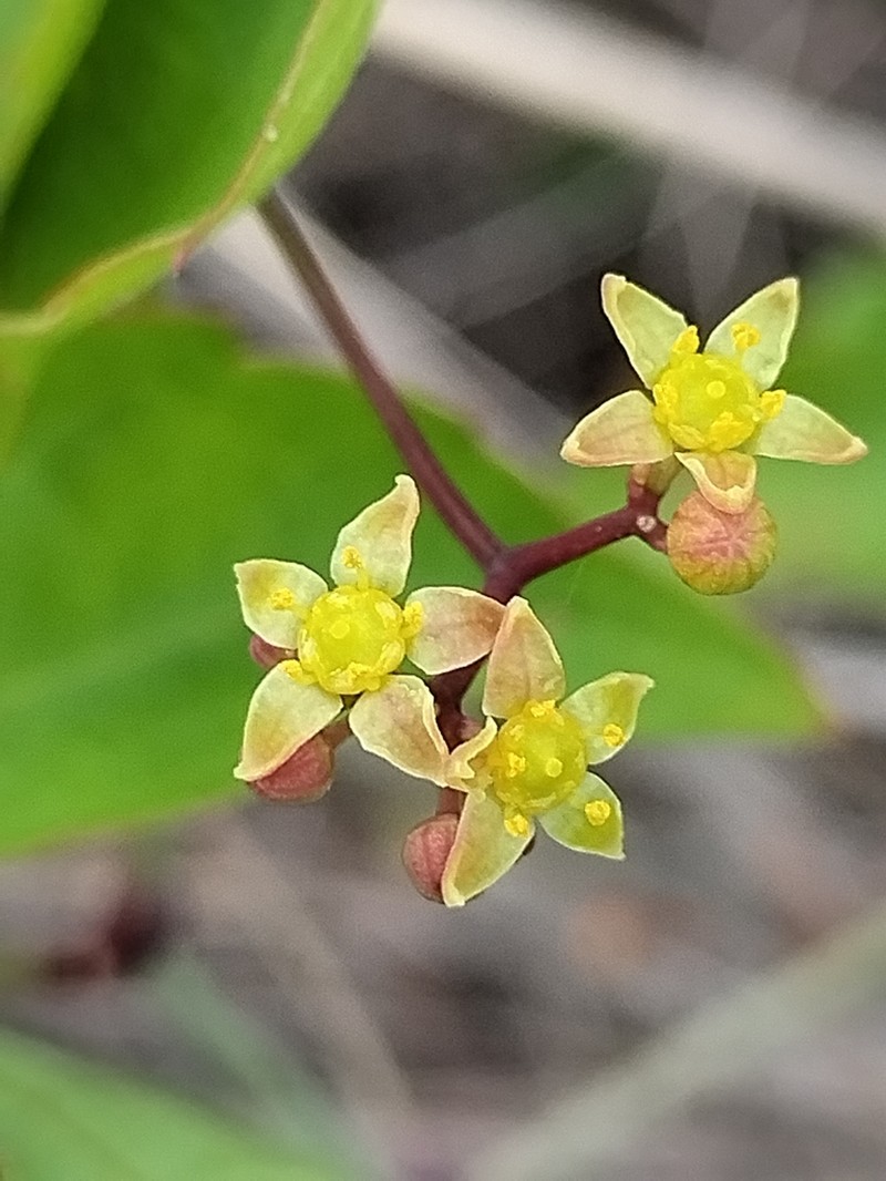 Ampelopsis meicana photo 2