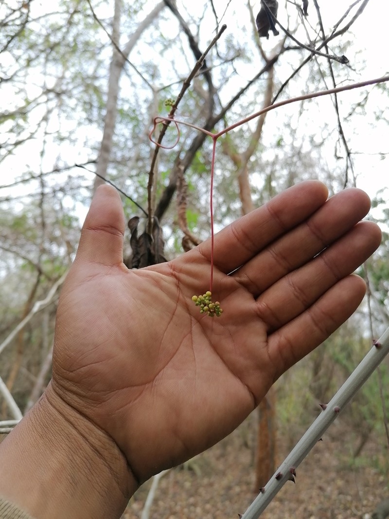 Ampelopsis meicana photo 3