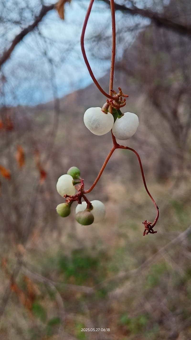 Ampelopsis meicana photo 4